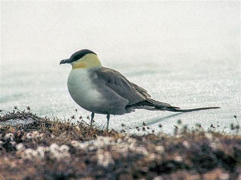 Great Skua Bird Facts (Stercorarius skua) | Bird Fact