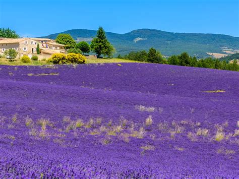 Lavender fields in Provence, Southern France | Smithsonian Photo ...