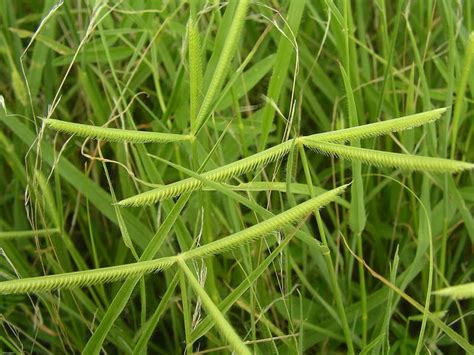 West African Plants - A Photo Guide - Dactyloctenium aegyptium (L.) Willd.