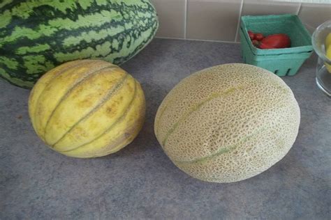 Muskmelon vs Cantaloupe: Which is Healthier