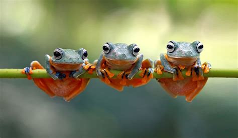 How Many Species Of Frogs Are There? - WorldAtlas.com