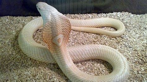 Deadly albino cobra captured in California | Fox News