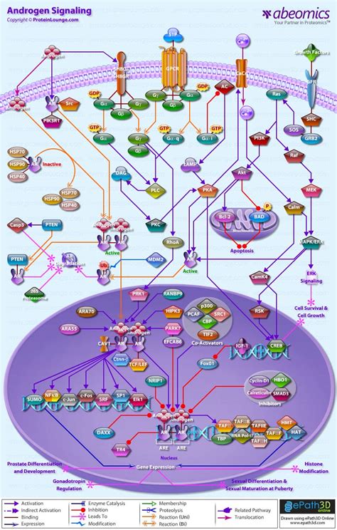 Androgen Signaling