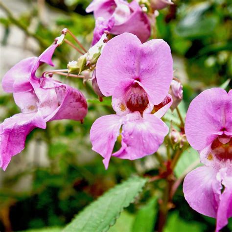 Himalayan Balsam - A guide to the invasive plant - GMAT