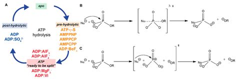 Hydrolysis Of Atp Mechanism