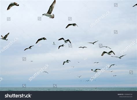 Different Types Seagulls Sky Birds Fly Stock Photo 1696868104 | Shutterstock