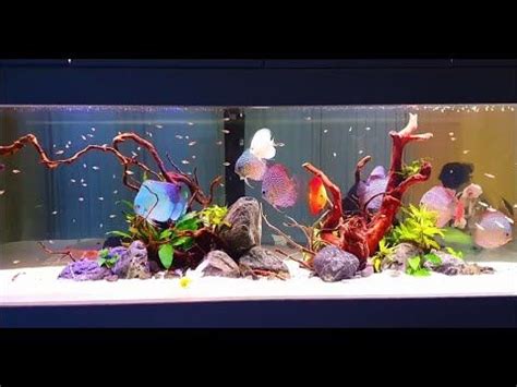 Discus Tank Mates | Beautiful Discus Tank Setup Ideas | Discus tank ...