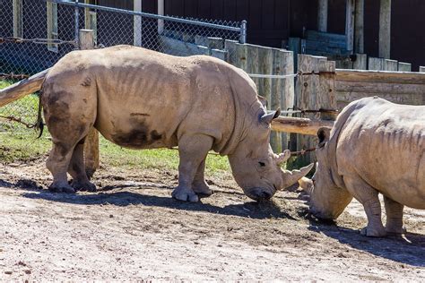 Richmond Zoo-8 | The Richmond Virginia Zoo is actually a nic… | Flickr