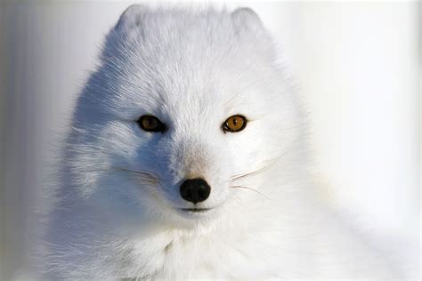 Other Amazing Animals to See On Our Polar Bear Safaris | Arctic Kingdom