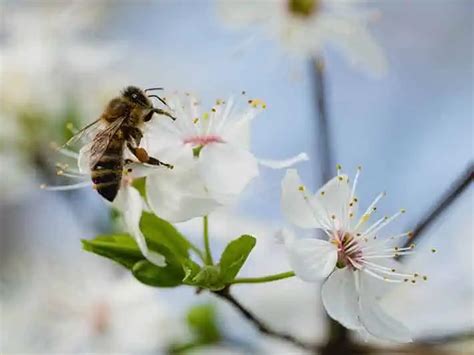 Bees And Biodiversity - Why Are Bees Important To Biodiversity?