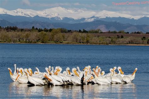 The City of Greenwood Village is a Home Rule Municipality located in Arapahoe County, Colorado ...