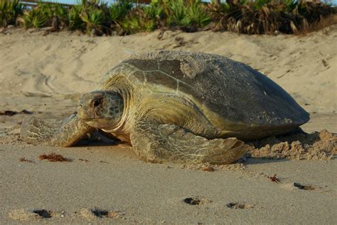 Sea turtle walks in Florida | Florida Hikes!