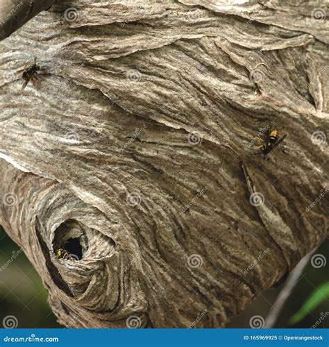 Macro Paper Wasp Hive Hole in Wilderness Stock Image - Image of home, closeup: 165969925