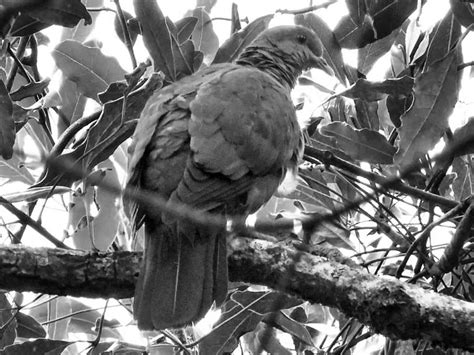 Delegorgue's Pigeon in Tanzania: Exploring Habitat, Conservation, and Unique Insights ...