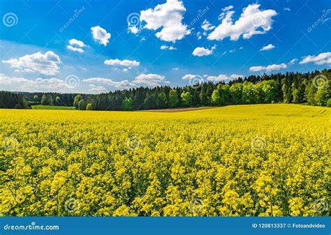 Cultivated Yellow Canola Rapeseed Field at Spring Season with Green Forest and Beautiful ...