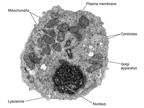 Animal cell, Cell organelles, Organelles