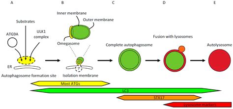 Autophagy Markers