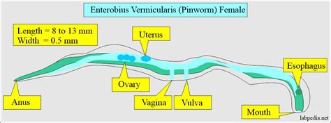 Enterobius Vermicularis (Pinworms), Diagnosis and Treatment