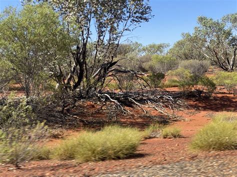 Australian Desert Near Uluru Stock Image - Image of watch, signs: 256118579