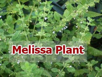 Melissa Plant And Melissa Tea: Health Benefits, Uses, Side Effects and Warning