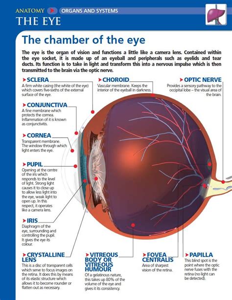 Functions Of The Iris Of The Eye - The Anatomy Stories