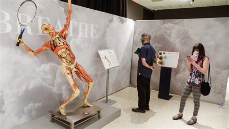 Photos: 'Real Bodies' exhibit at South Florida Science Center in West ...