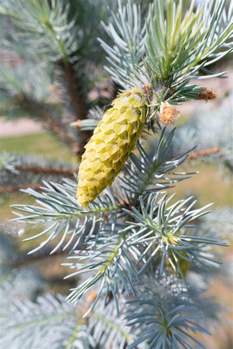 Pine cone on blue spruce stock image. Image of branch - 1334225