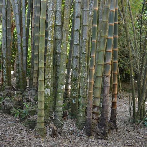 Clumping Bamboo Varieties | Nurseries Online