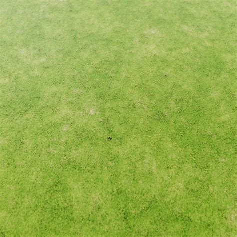 Grass Texture 2219 - LotPixel