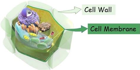 Eukaryotes Cell Membrane And Cell Wall