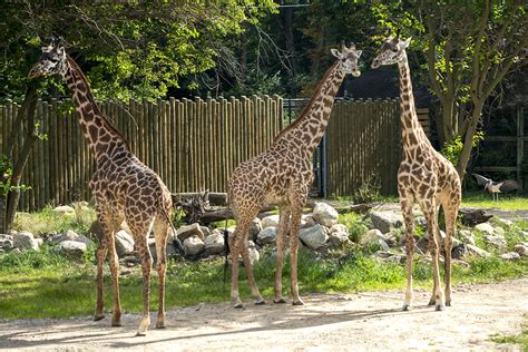 Masai Giraffe - Potawatomi Zoo