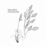 A Coloring Page Of Oats Coloring Pages sketch template