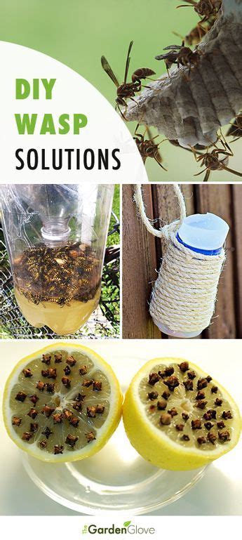 DIY Wasp Traps & Solutions for the Backyard | Gardening gloves, Diy backyard, Garden pests