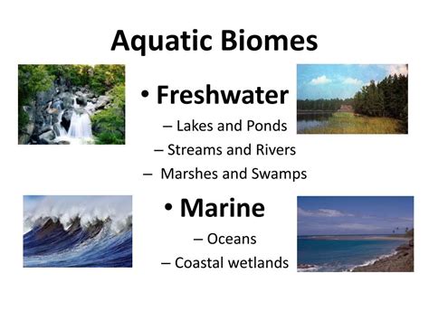 PPT - Aquatic Biomes PowerPoint Presentation, free download - ID:2351050