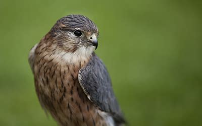 Scottish Birds of Prey | Timberbush Tours