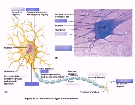 Briefly Identify And Describe The Structure And Function Of A Typical Motor Neuron - Infoupdate.org