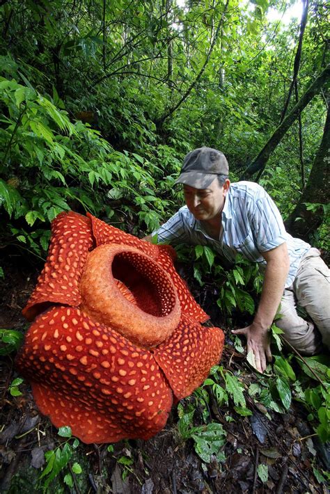 Rafflesia arnoldii, Giant Corpse Flower in habitat, West Sumatra, Indonesia | Strange flowers ...