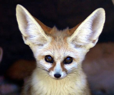 Fennec Fox by Floridapfe From S.korea Kim In Cherl