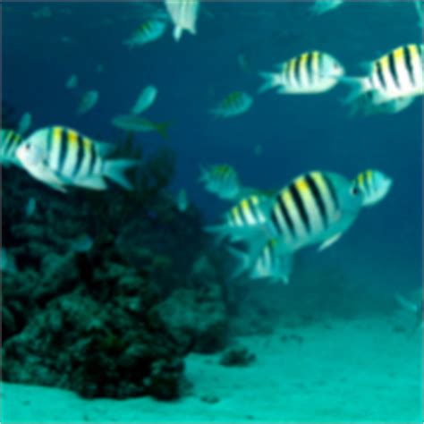 Freeport Snorkeling | Bahamas Snorkeling Tours