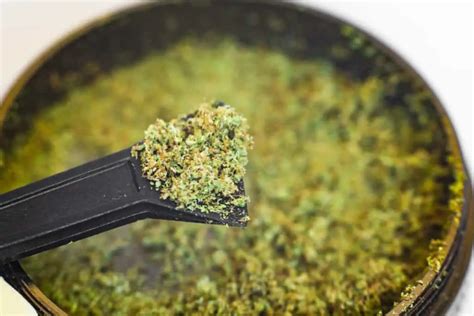 Best Way to Decarb Kief | Cannabis Training University