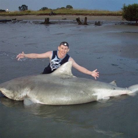 Worlds Largest Bull Shark