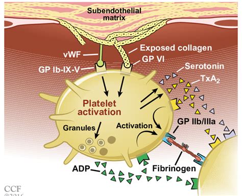 Platelet Aggregation Diagram