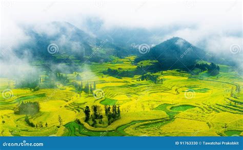 Canola Field, Rapeseed Flower Field with Morning Fog in Luoping, China. Stock Photo - Image of ...