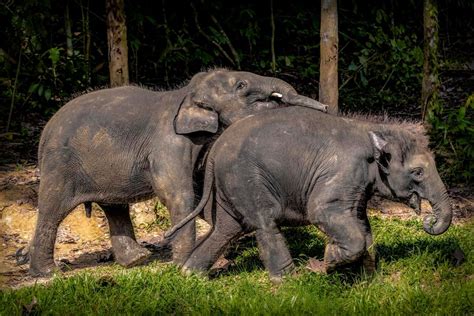 Borneo Wildlife Photography - Betel Box The Real Singapore Tours