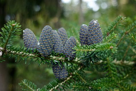 How to Successfully Grow Fir Trees: A Field Guide to Planting, Care, and Design on Gardenista