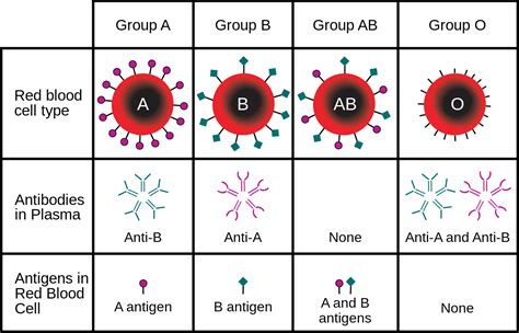 Reverse Blood Grouping: Principle, Procedure, Interpretation and ...