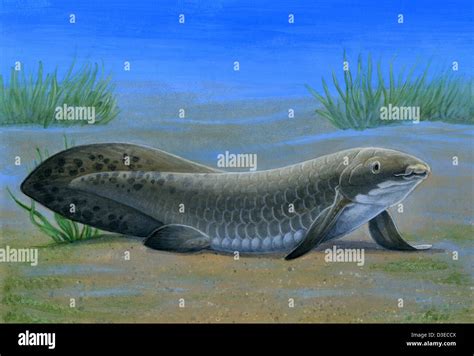 Lungfish species hi-res stock photography and images - Alamy