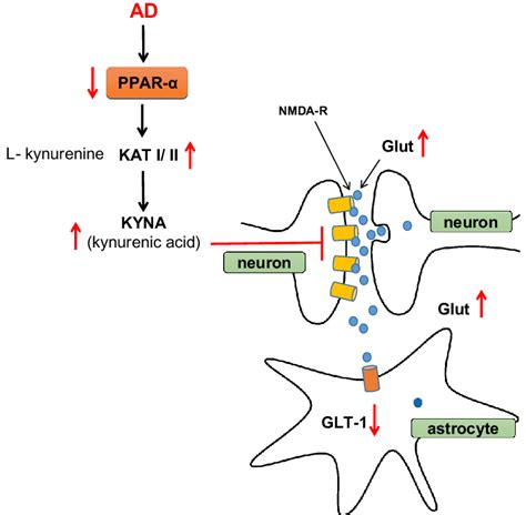 PPAR-α and it involvement in glutaminergic neurotrasmission and in... | Download Scientific Diagram