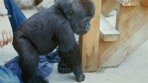 Early Days with Koko | Koko - The Gorilla Who Talks | Video | THIRTEEN - New York Public Media
