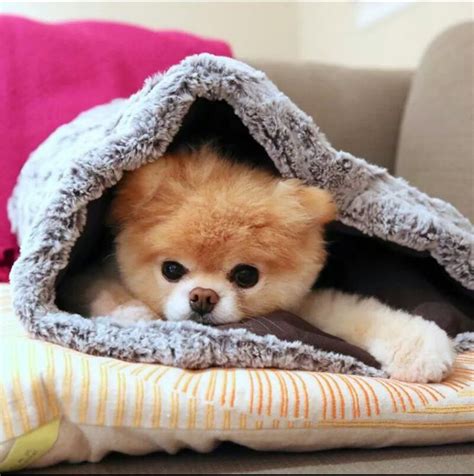 Hehehe | Boo the cutest dog, Boo the dog, World cutest dog